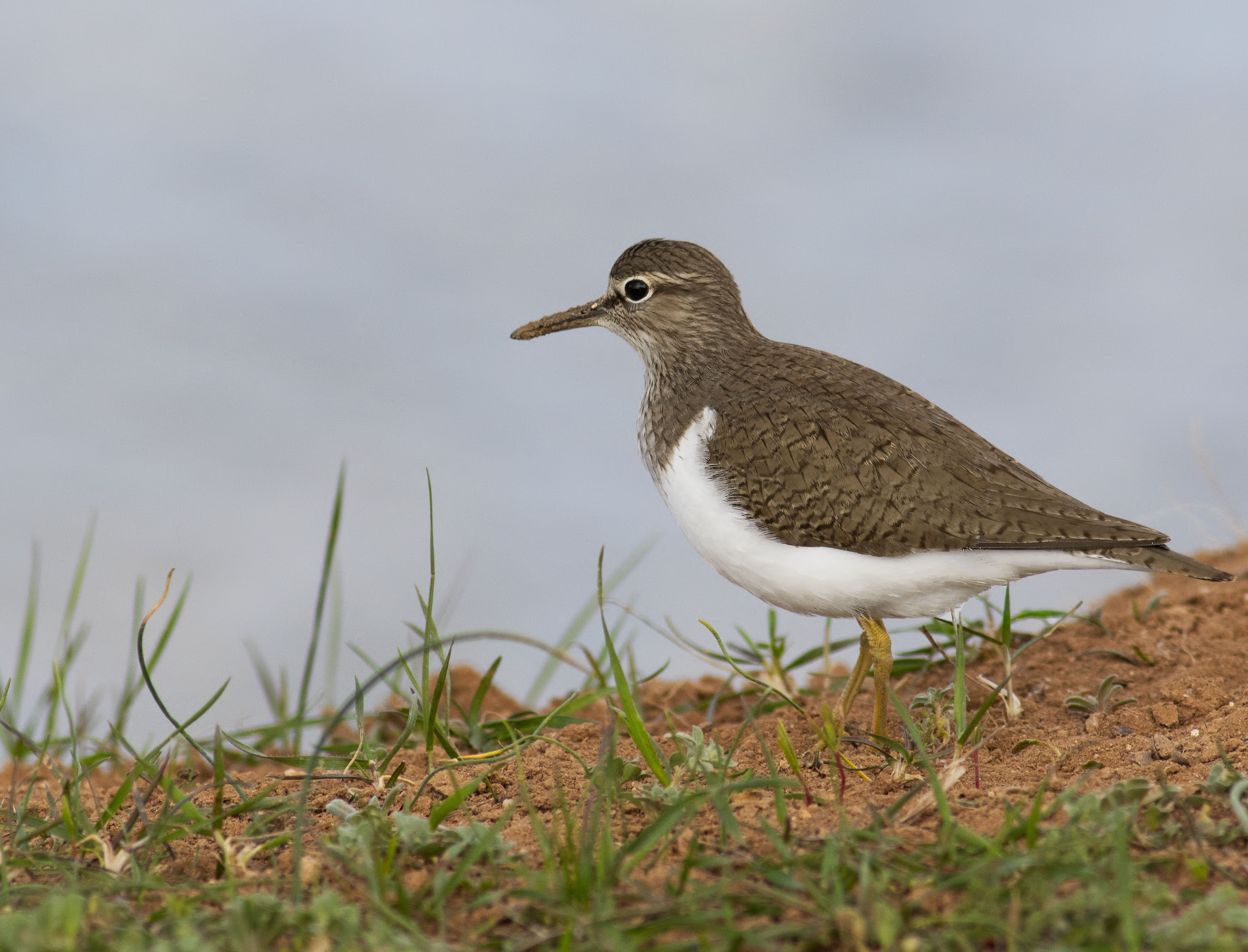 Common Greenshank